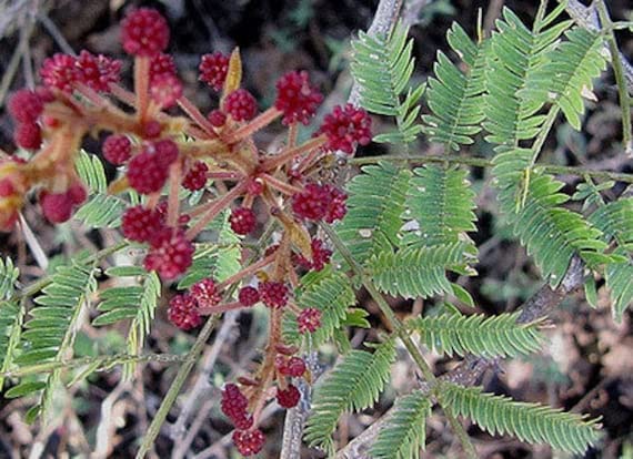 Mphmi Acacia Concinna, Shikakai - Plant (B08SWND9B9) Amazon Price History, Amazon Price Tracker