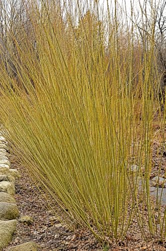 4 Packing Twine Willow Cuttings for Planting – Live Willow Rods for Basket Weaving, Crafts & Rooting – Flexible Natural Packing Twine Willow Stems – DIY Garden & Rustic Craft Supplies