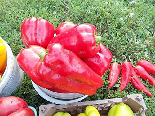 Miniatura 5 de Semillas Verduras Sweet Bell Red Giant Pepper - 30 Semillas