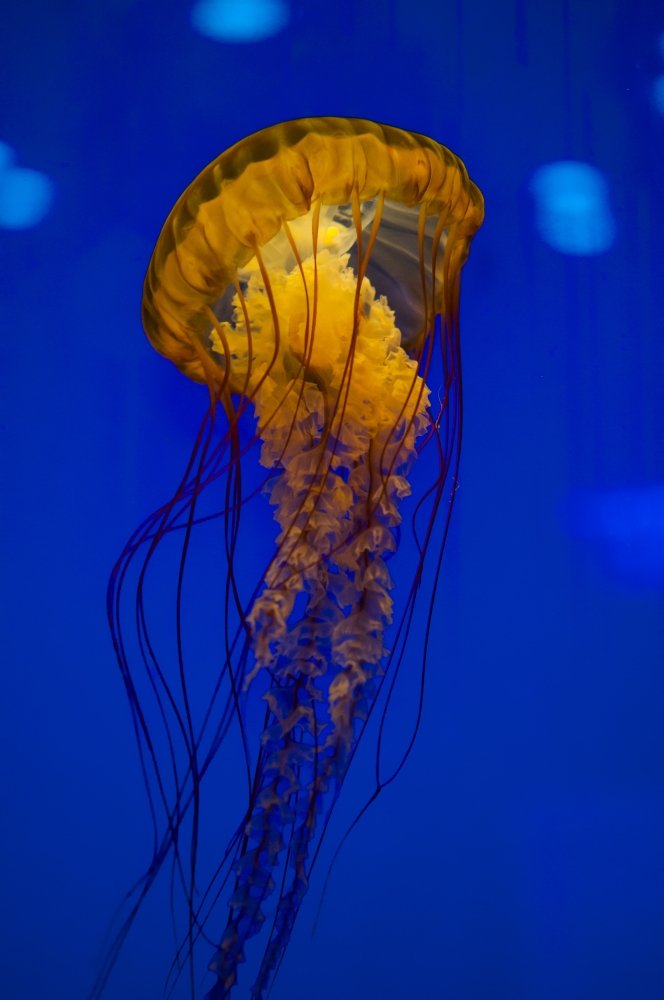 Marines fire their M1A1 Abrams tank main gun in the Iraqi desert Poster Print by Stocktrek Images (34 x 22)