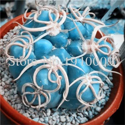 . 50 Pieces Flores Succulent Seedsas Cactus Flower Bonsai Garden Rare Plant Cactus Succulent Vase Plants Purify The air: 11: Only Seeds