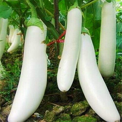 Seeds Point Brinjal Long Eggplant Vegetable Seeds (White) - 30 Seeds (B07MFM99MX) Amazon Price History, Amazon Price Tracker