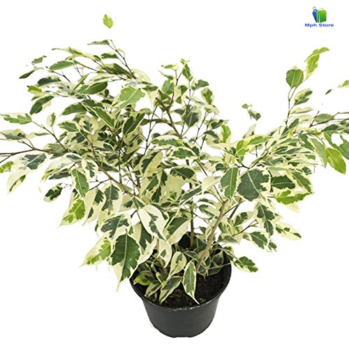 earth ficus gemini