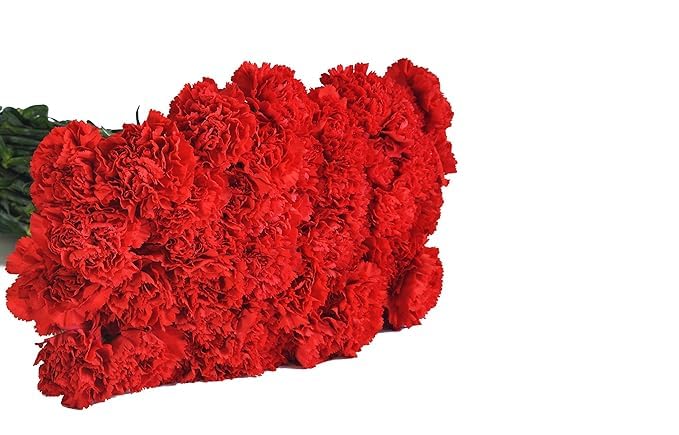 KaBloom - 50 Red Carnation - Fresh Flowers for Birthday, Valentine's & Mother's Day