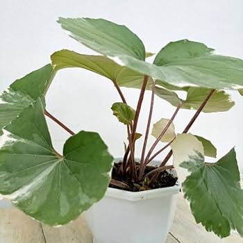 Amazon.co.jp: ツワブキ：浮雲錦（うきぐもにしき）5号鉢植え