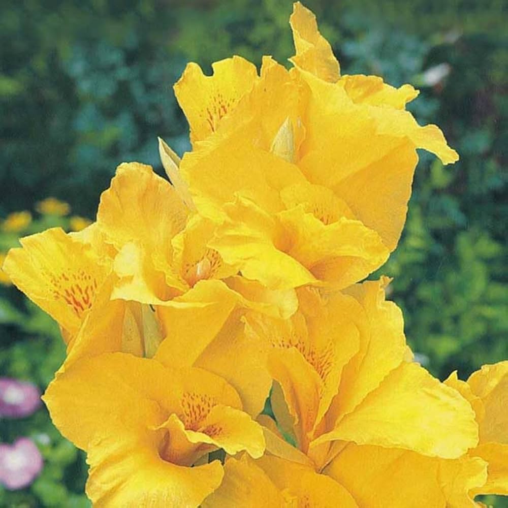 Amazon.co.jp: カンナ 球根 毎年花が咲く 【 バターカップ 】1球 黄