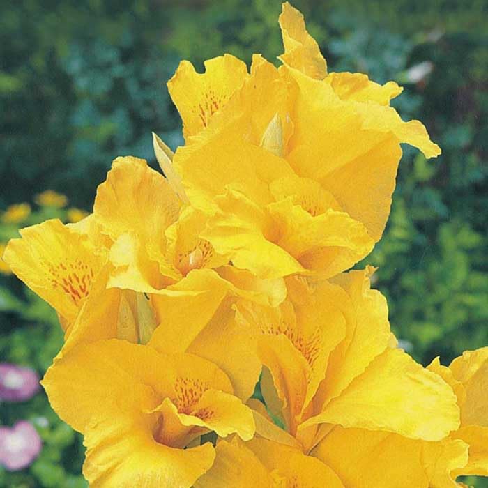 Amazon.co.jp: カンナ 球根 毎年花が咲く 【 バターカップ 】1球 黄