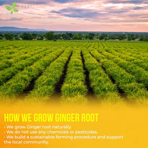 Image of FreshDrinkUS, 150 Premium Ginger Tea Bags, Non GMO, 100% Natural & Pure from Ginger Root, Root Herbal Tea. No Sugar, No Caffeine, No Gluten, Vegan. Support Stronger Digestion, Pleasantly Spicy & Warming