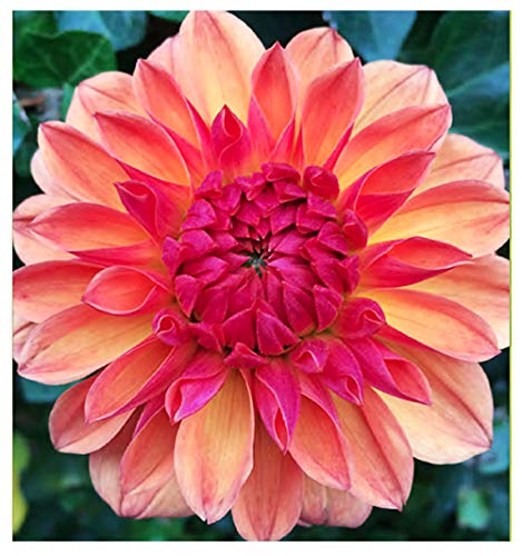 Fur Elise Dahlia - 5 Gallon Size Bare Root Tuber
