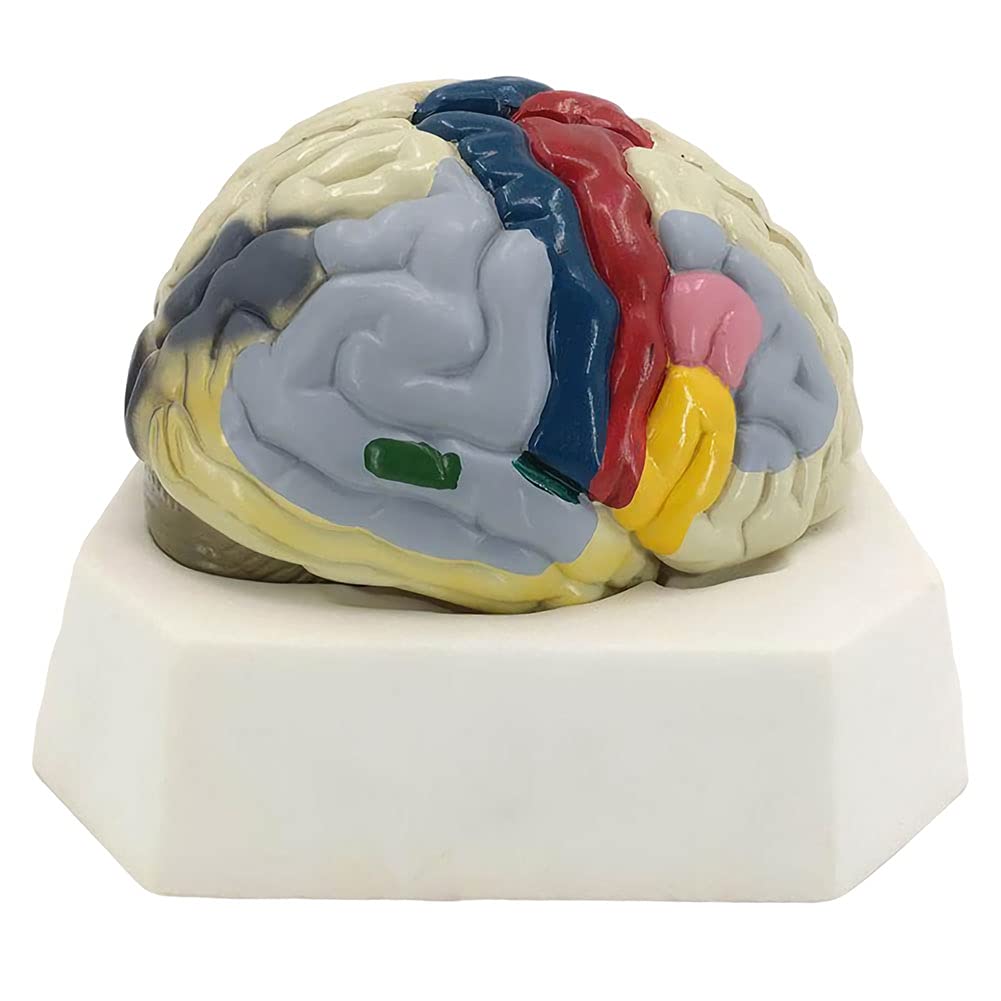 BEAGHTY Human Anatomy Model of Brain Tissue Anatomy in The Brain Model of Cerebral Cortex, 2-Part Human Brain Anatomy for Science Classroom Study Display Teaching Medical Model