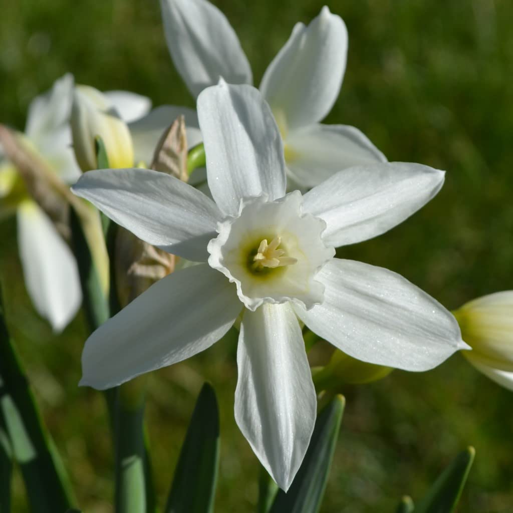 Blumenzwiebeln Narzissenzwiebeln Triandrus Narzissen Thalia (50 Zwiebeln)