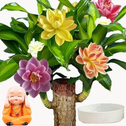 Brazilian Lucky Wood Plant for Home & Office Decor Brazilian Wood Houseplant Kit Lucky Plants for Good Luck in The Home Natural Air Cleaner for Bedroom (Yellow)