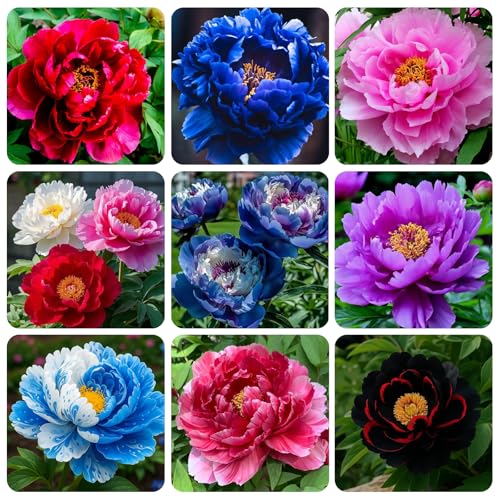 280+ Rare Peony Seeds for Planting Outdoor-Attracts Bees&Butterflies Non-GMO Heirloom
