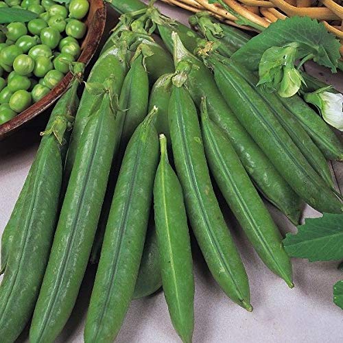 Portal Cool Reyes Semillas - guisante Douce Provence - 300 Semillas