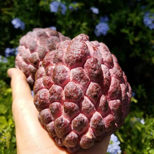 Chuxay Garden Annona Cherimola-Purple Cherimoya,Custard Apple,Sugar Apple Tree 10 Seeds Survival Gear Food Seeds #TOP3