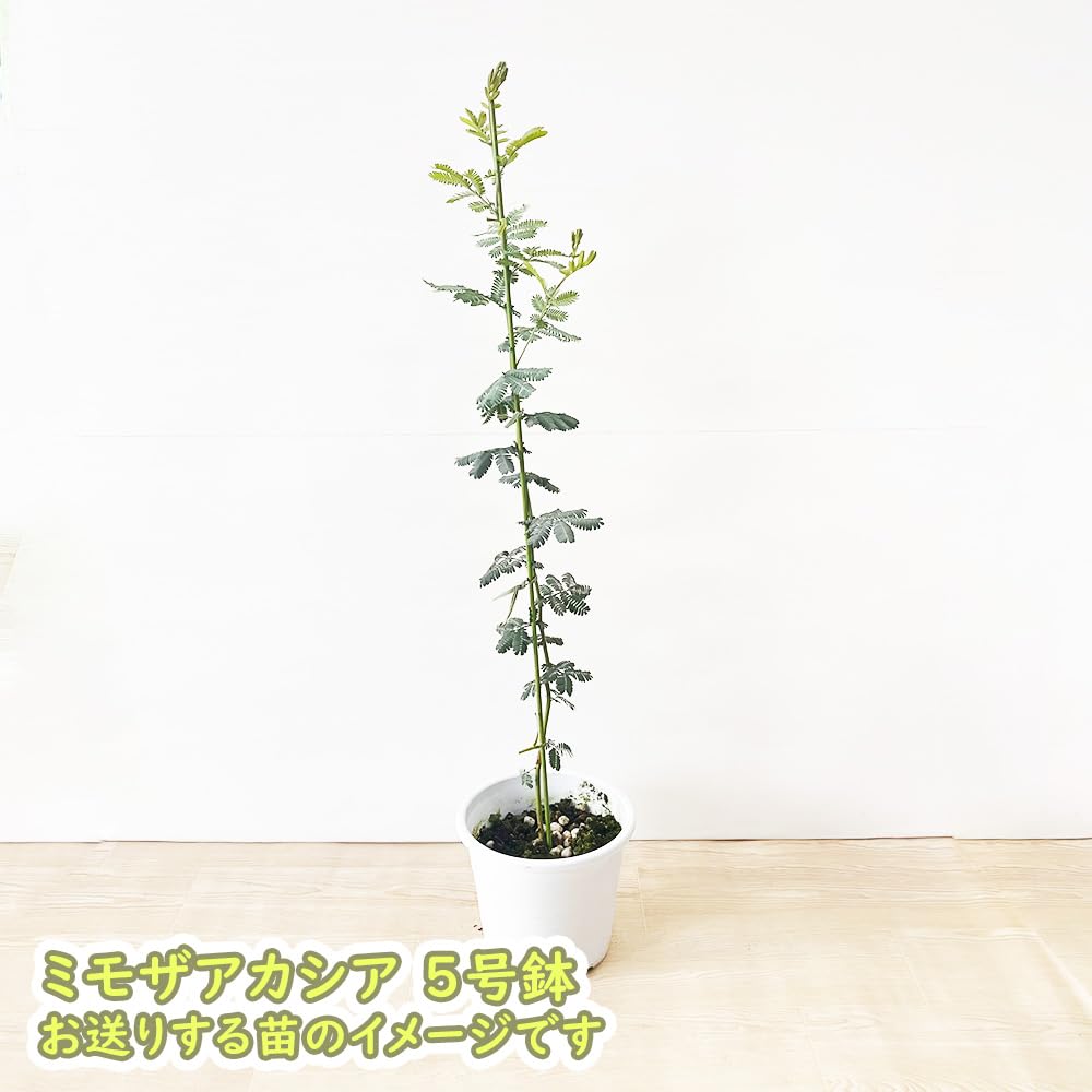 Amazon.co.jp: 【 ミモザアカシア 苗 苗木 】アカシア 銀葉 シルバー