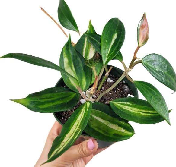 Hoya latifolia 'Pot of Gold' or Hoya macrophylla 'Pot of Gold' - Easy Care Trailing houseplant in 12 cm Pot