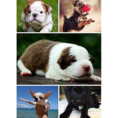 AcserGery Haustier Katzenbett Kissen Weich Hundebett Warm Hundeschlafplatz Katzendecke Hundematratze Hundesofa Katzensofa (Schwarz)