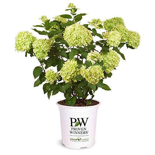 Proven Winner 2 Gal. Little Lime Hydrangea Shrub