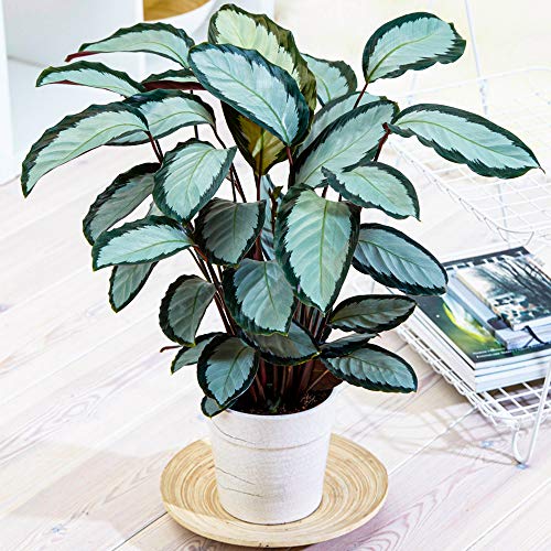 30-40 cm Calathea picturata 'Argentea' Panaschierte Silberne Zimmerpflanze im Topf