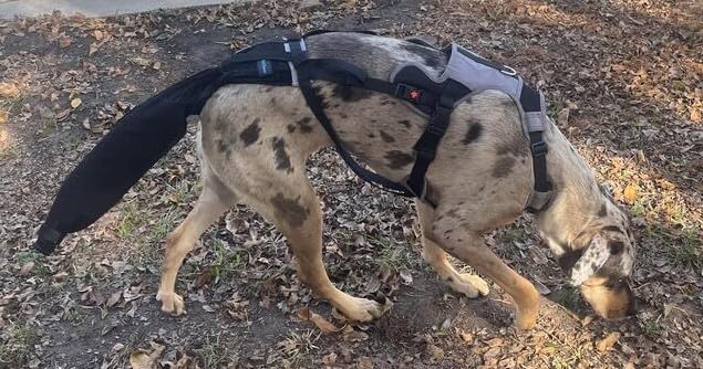 Image of Tail Guard & Harness Set - Veterinary Dog Tail Protector & Injury Wrap, Size Standard-XL