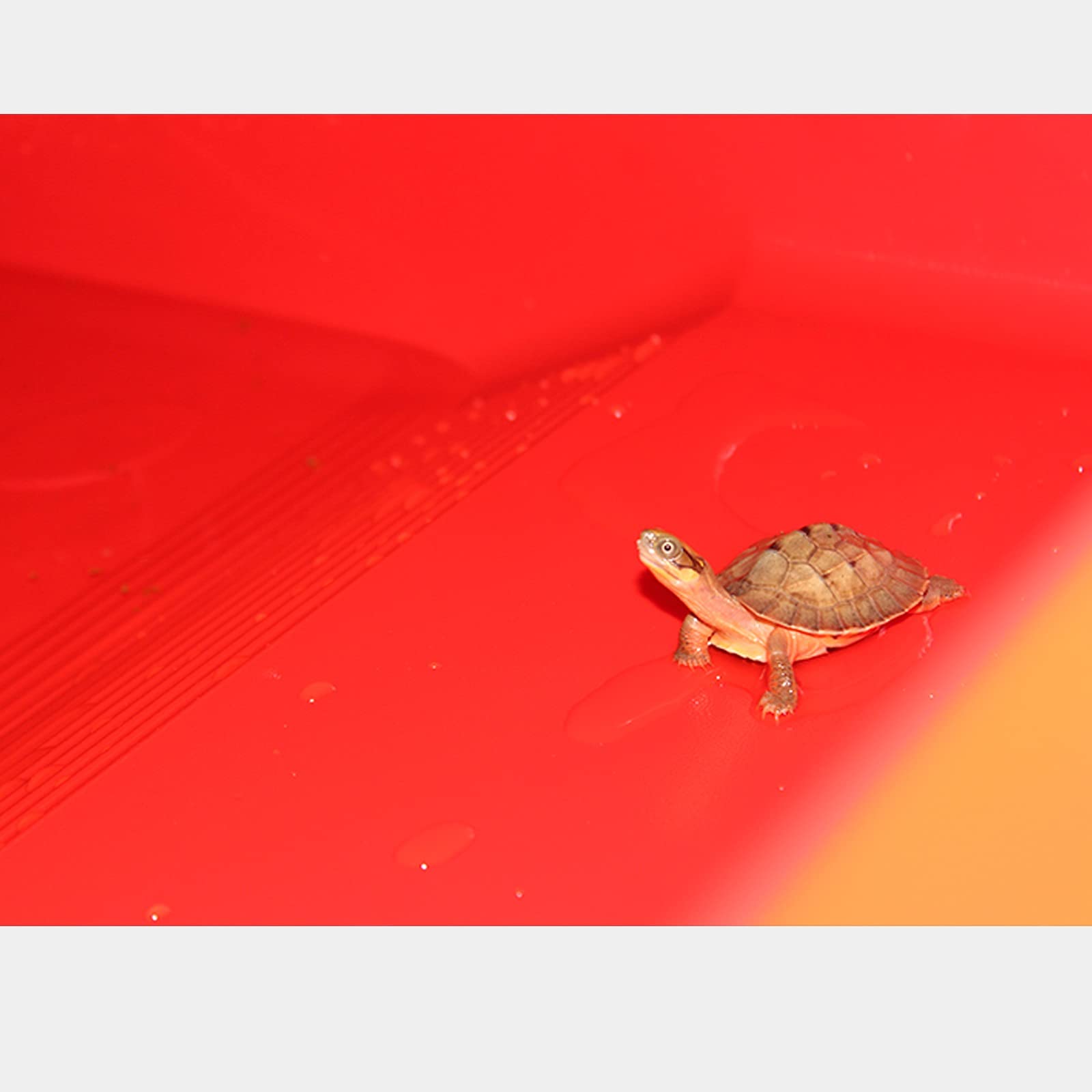 Tanque de Tortuga Gran Lujo ecológico Tortuga Tanque Tortuga Caja Tortuga cría Tortuga Amigo Tanque ecológico para Interior Exterior