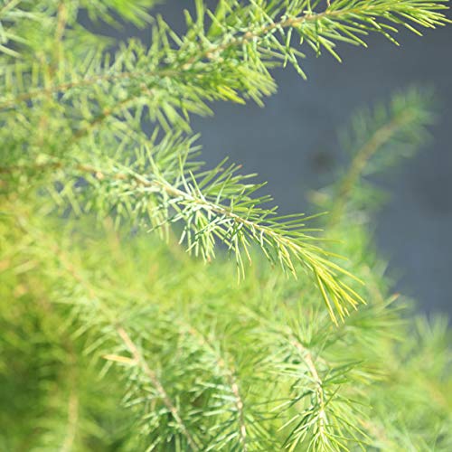 Amazon | 庭木：ヒマラヤスギ ヒマラヤシーダ ヒマラヤ杉* 樹高：約
