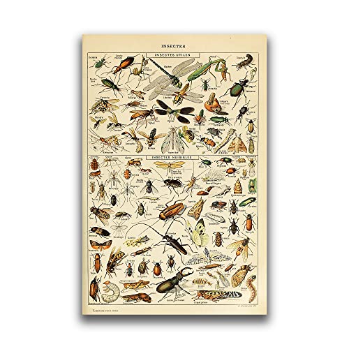 123 Life Vintage Insect Wall Art Poster - Entomology Identification Reference Chart For Home Office Dorm Unframed 30X45Cm/12X18Inch #TOP11