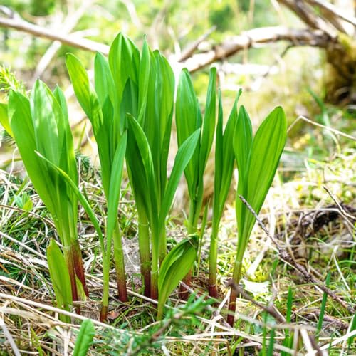 semillas de ajo silvestre perenne - balcón resistentes hortalizas invierno exóticas 300pcs