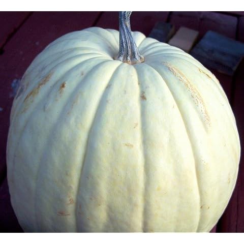 5 WHITE CASPER PUMPKIN White Skin Orange Flesh Cucurbita Maxima Vegetable Seeds Cover