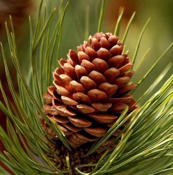 Pinus Ponderosa (Ponderosa Pine) Tree Seeds, Resilience and fire Adaptation, Seeds by MySeeds.Co, You Choose The Amount (1 oz)