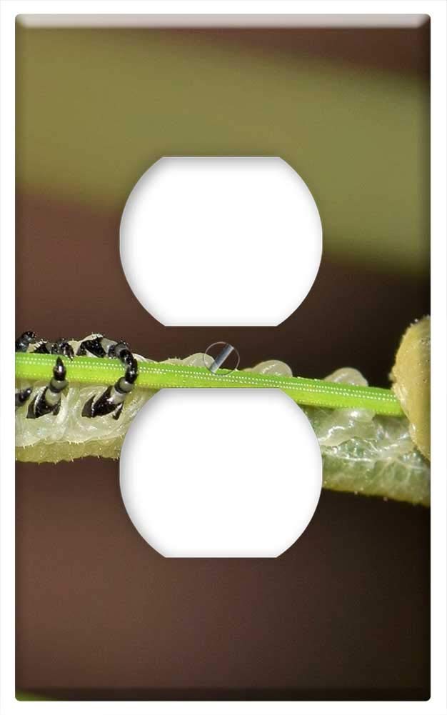 Switch Plate Outlet Cover - Larvae Sawfly Sawfly Larvae Blackheaded Pine Sawfly