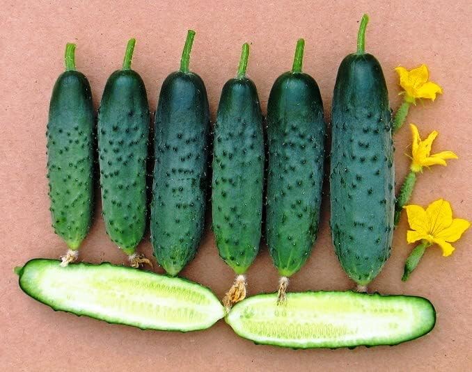 Miniatura 5 de Semillas de pepino autopolinizado Firm Secret F1 40 días para decapado híbrido sin OMG en interiores