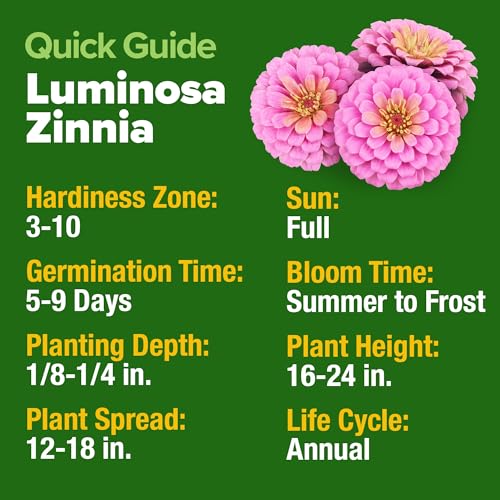 Image of HOME GROWN Pink Zinnia Seeds - 600 Luminosa Zinnias 0.5g, Easy to Grow Annual Flower Seeds for Planting Outdoors for 2026, Fast Blooming, Heat Tolerant Herb Seed Garden Companion (Zinnia elegans)