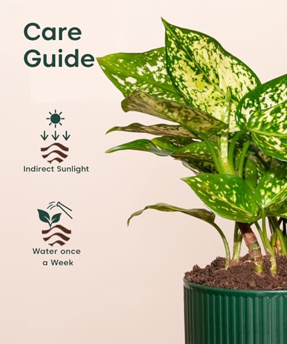 Image of Kyari Aglaonema Snow White Live Indoor Plant with Green Self Watering Pot