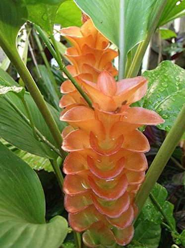 Radha Krishna Agriculture® Curcuma alismatifolia, commonly called Siam tulip Curcuma Flower Bulbs For Home Gardening Planting (Yellow, Pack Of 2 Bulbs) (B09PHQ1HVP) Amazon Price History, Amazon Price Tracker