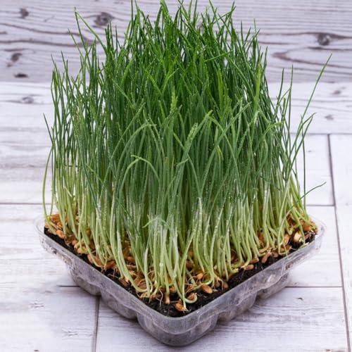 Semillas de pasto para gatos, orgánicas semillas de balcón 600pcs