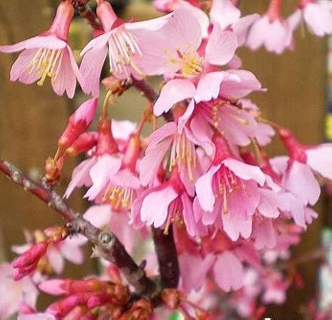 Amazon 桜 サクラ 苗木 オカメ桜 花