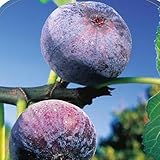 Vivai Decandia Giovanni