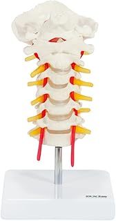 Axis Scientific Cervical Vertebra Model with Spinal Nerves and Arteries | Detailed Bony Landmarks of The Cervical Spine | Includes Occipital Bone | Essential Vertebral and Spinal Model for Education