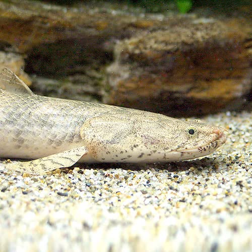 Amazon.co.jp: （熱帯魚）ポリプテルス・エンドリケリー 