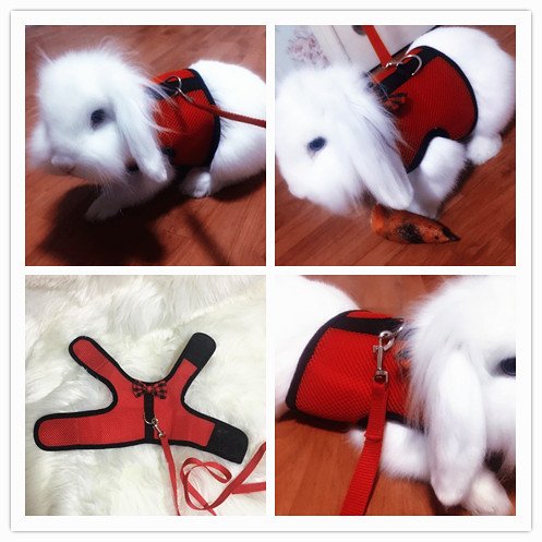 Bunny Kitten Harness No Pull Cat Leash Stylish Vest Harness For Small Animal Adjustable Soft Breathable Walking Harness Set (Red, S) #TOP5