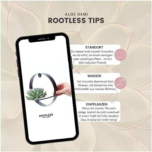 Plantes succulentes Echeveria Pulidonis murales avec support cactus en métal 20cm