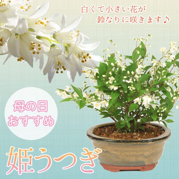 Amazon.co.jp: 母の日 小品盆栽：開花姫うつぎ(楕円陶器鉢)*姫空木姫