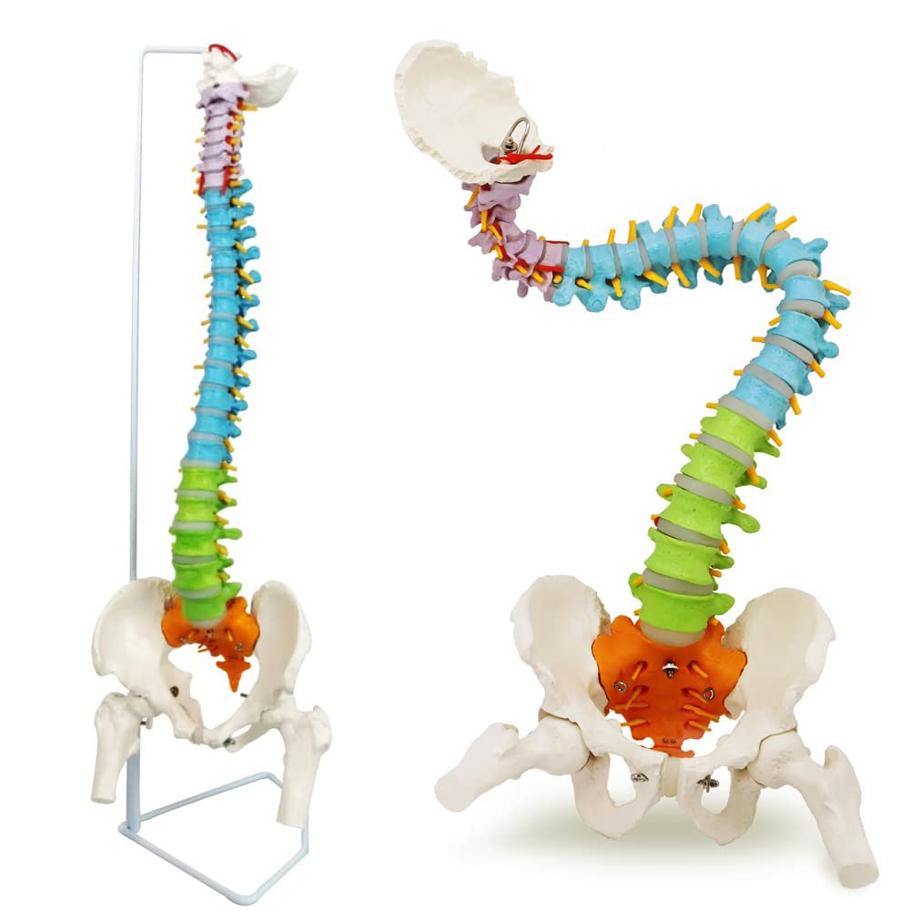 UIGJIOGAnatomically Accurate Spinal Model 85Cm Human Spine Model Painted Flexible Life-Size Spine Model with Stand,Chiropractic with Pelvis,Spine,Nerves And Spine Teaching Tool