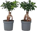 Plant in a Box - Ficus ginseng 'Japansk bonsai' - Fikus - Grön - Krukväxt - Krukstorlek 12 cm - Höjd 30-40cm
