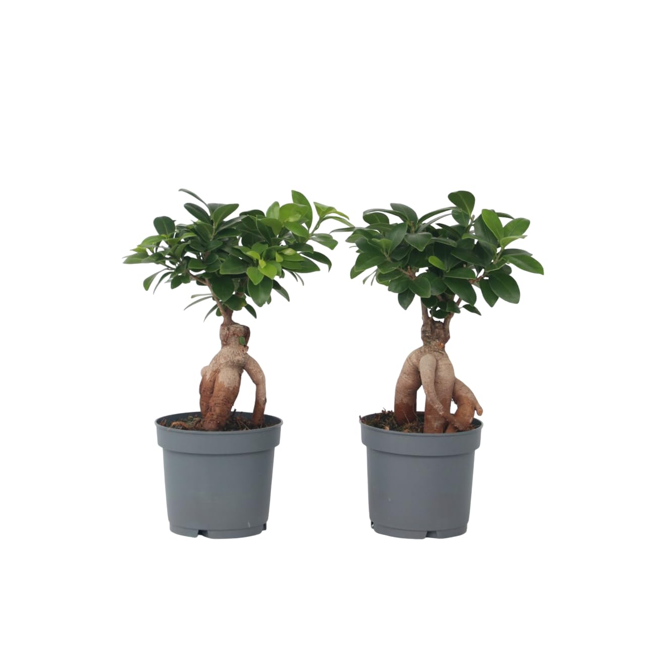 Plant in a Box - Ficus microcarpa Ginseng - 2er Set - Bonsai Baum -  Zimmerpflanzen - Topf 12cm - Hhe 30-40cm : Amazon.de: Garten