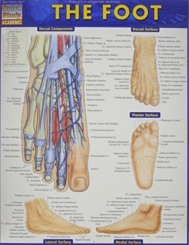 The Foot (Quick Study Academic) 1 Lam Crds Edition By Barcharts, Inc. (2014) Paperback #TOP12