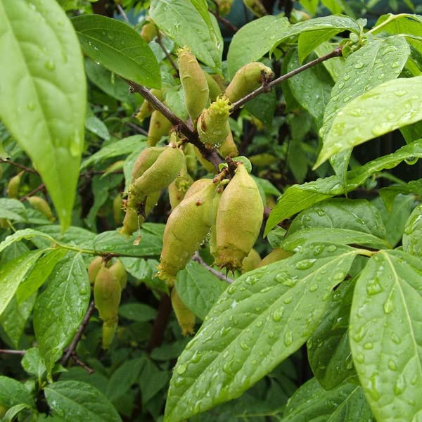Calicanto cinese 30–40 cm Vaso – Chimonanthus praecox – Fioritura invernale profumata