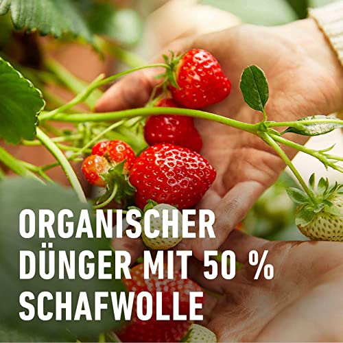 Compo Bio Beeren Langzeitdünger für alle Beerenarten